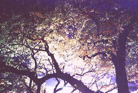 Shining cherry blossoms (Olympus XA2)